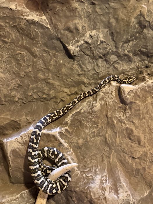 Ковровый Питон. Самка