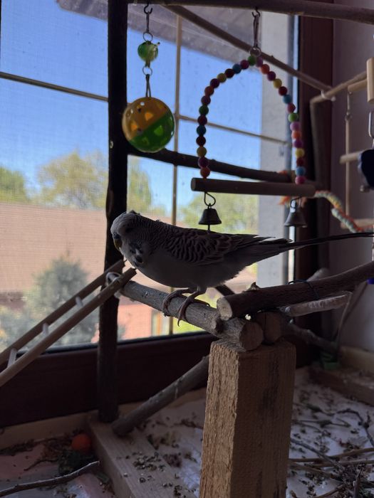 Попугай выставочный