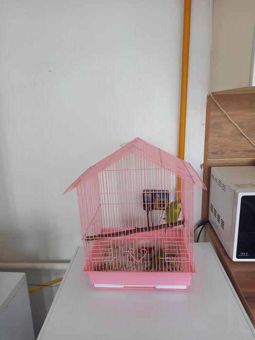 Тор , ұя, клетка, тотықұс, папугай