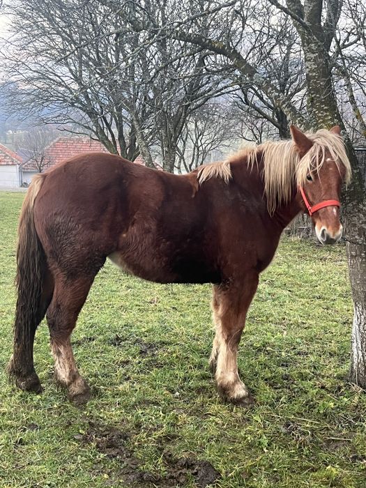Vand manza de 1 si 7 luni sau schimb pe vaci