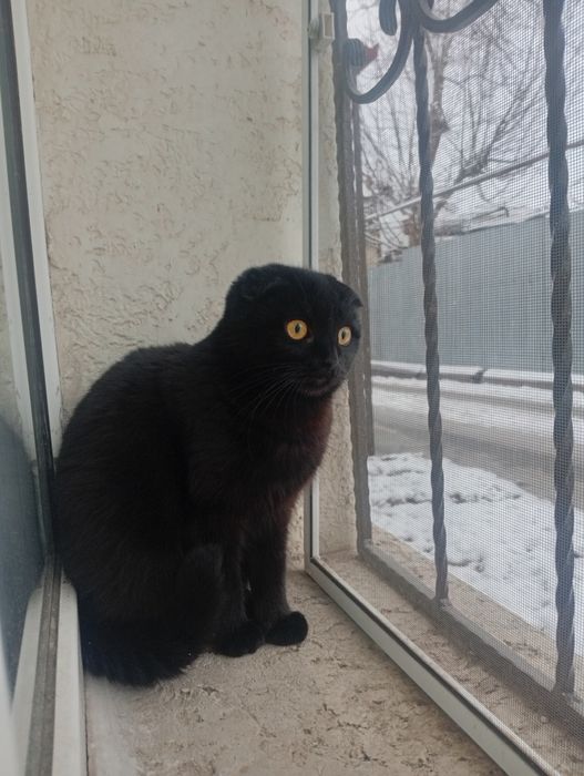 Кошечка ищет кота.