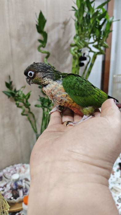 Продаются птенцы попугая Пиррруры.