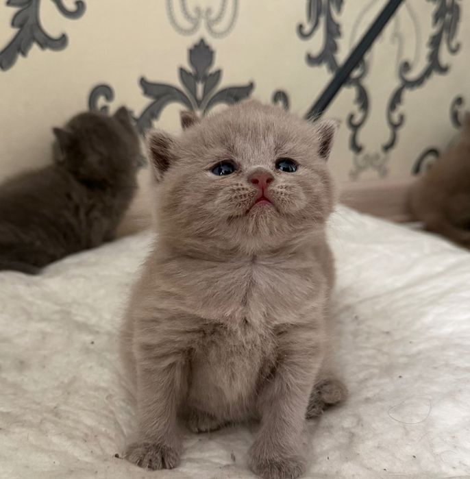 Британские котята