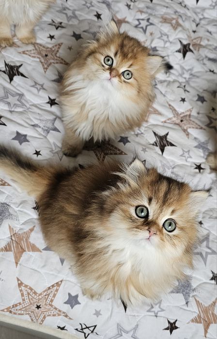 Британски дългокосмести котенца