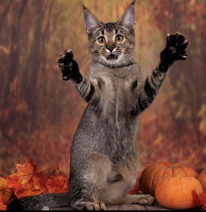 Котятя чаузи милые