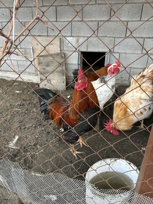 Продам  домашних петухов
