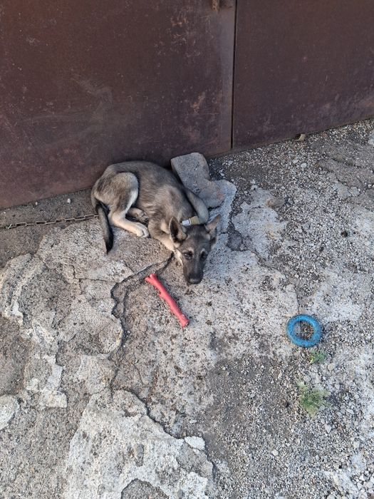 Продам щенка в.е.о.