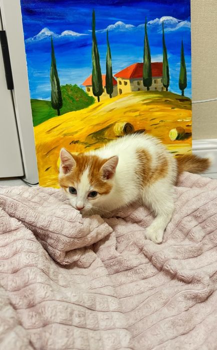 Отдам котят в добрые руки