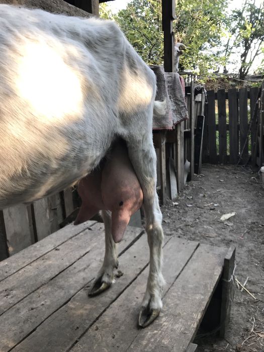 Продам две зааненские молочные козы.