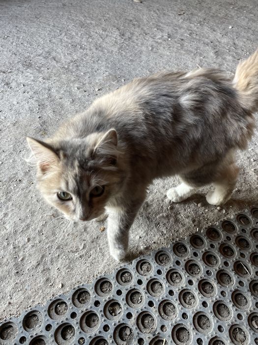 Кошка сибирскаяя