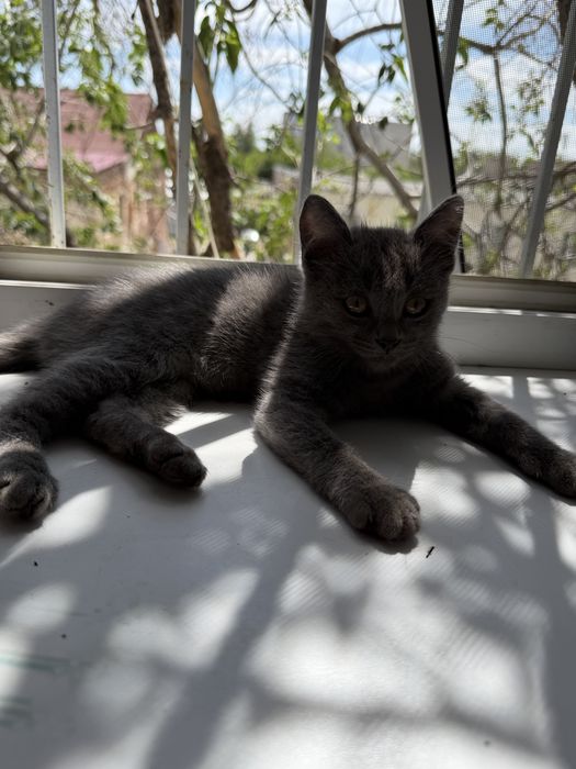 отдам котят бесплатно