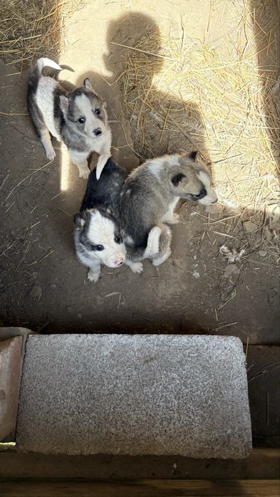 Лайка күшіктер сатылады