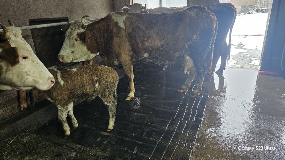 Vaca  baltata cu vitel de  doua săptămâni