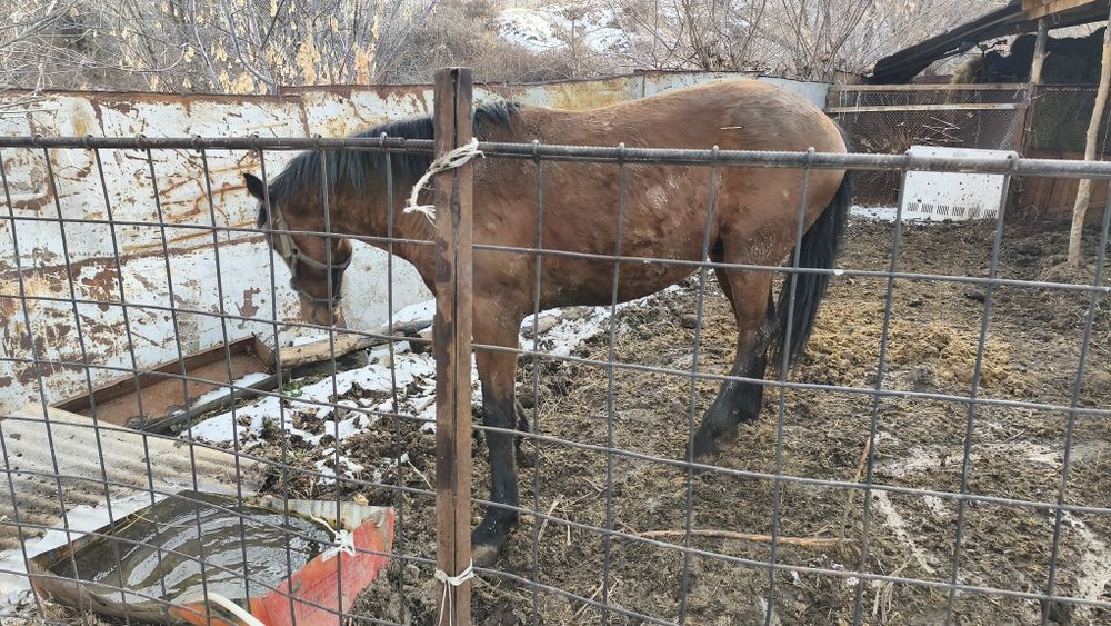 6 жасар семіз айғыр байланып тұрған