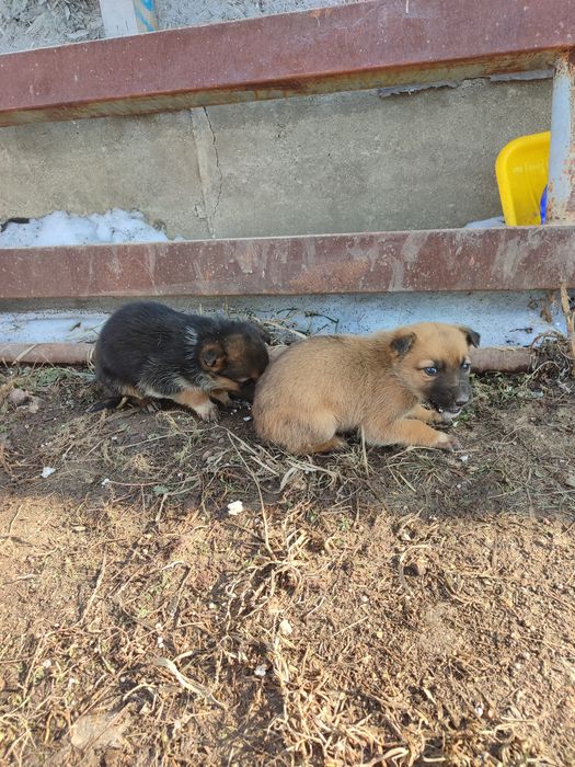 Щенки немецкой овчарки