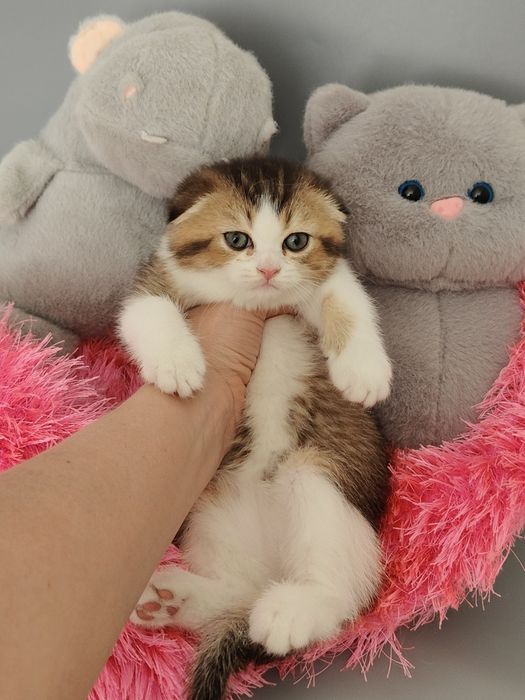Алматы Большой выбор котяток