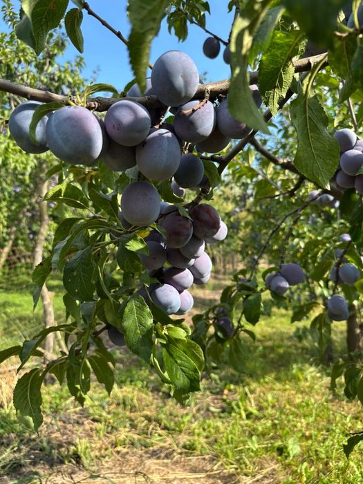 Vand prune anaspet de masa