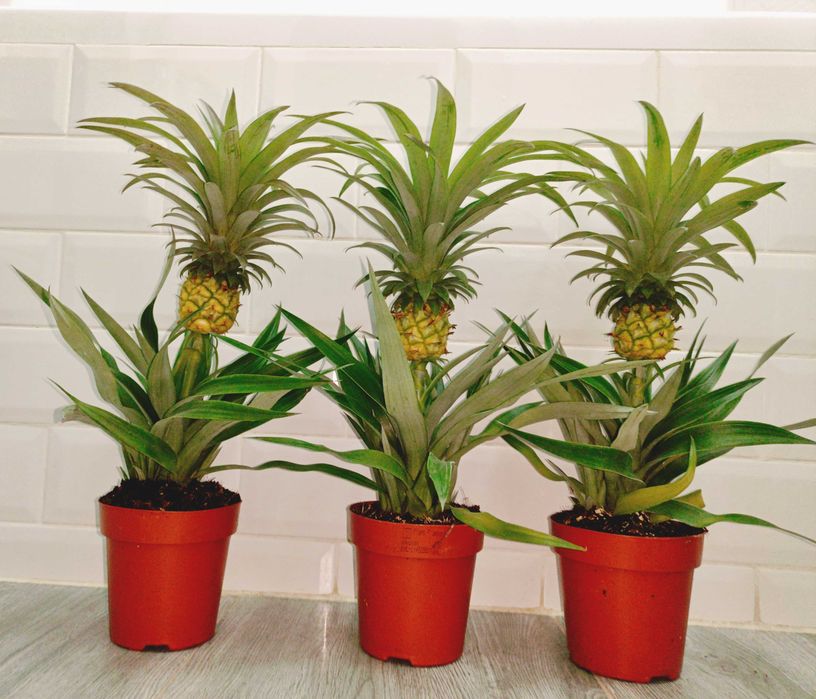 Plante tropicale perene