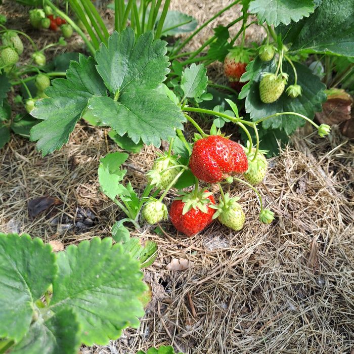 Продам рассаду клубники