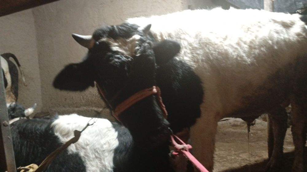 Buqacha sotiladi 1.30 Dan baland boʻyli