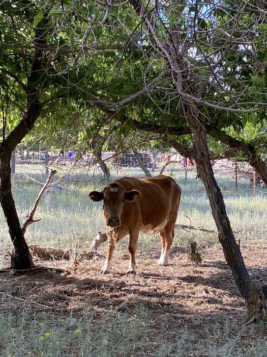 Сиыр бұзауымен