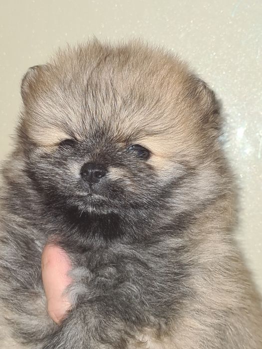 Померанский шпиц