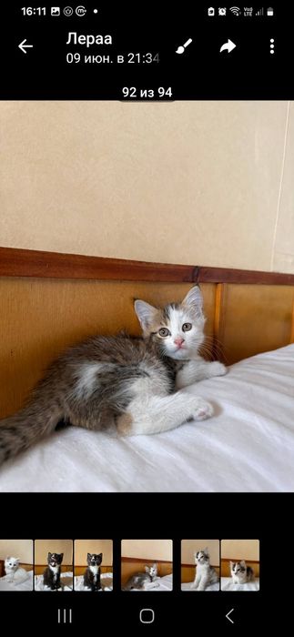 Котята 2 месяца раздаём