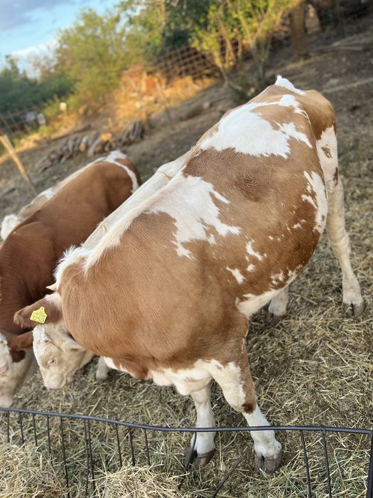 Vand doi tauri si o juninca