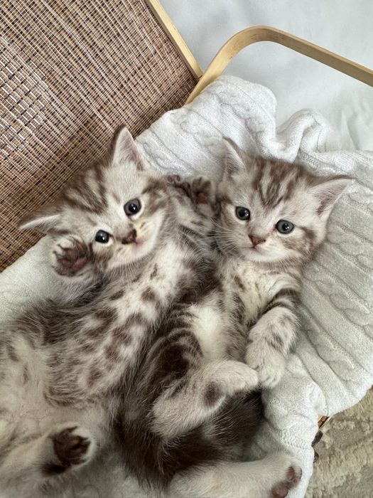 Котята ищут любящих хозяев!