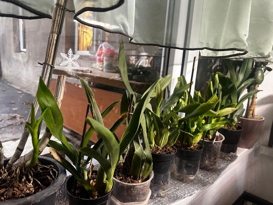 Продаю цветы  архидей