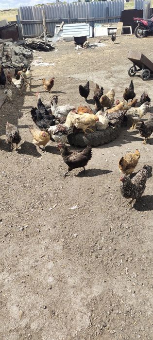 Продам Куры и Петуи Домашние 3000