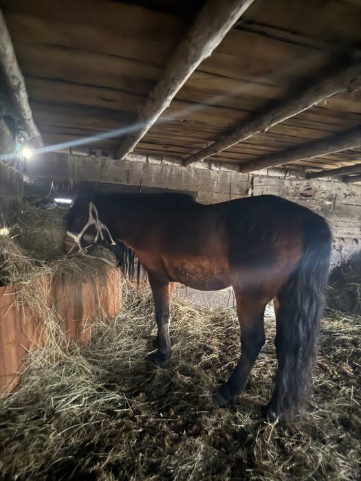 Продам жеребец …