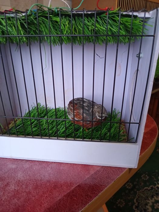 Расписной перепел.