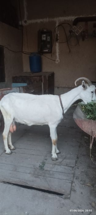 Echki sotiladi suti bor