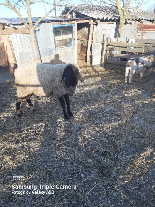 Vand capra cu 2 iezi si oaie carabas de Teleorman