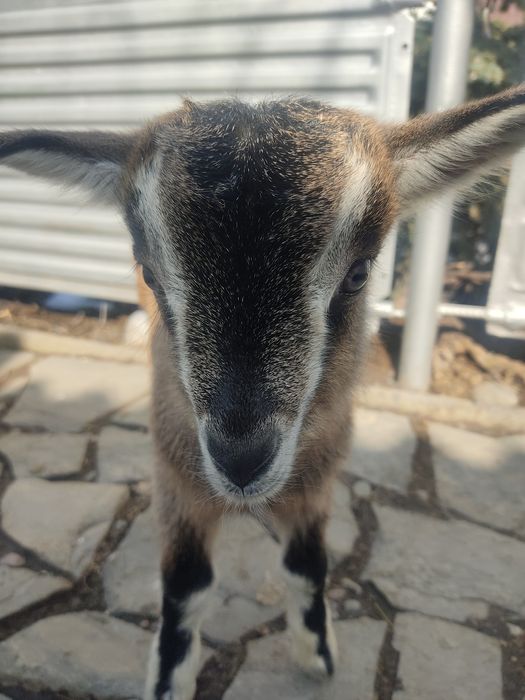 В продаже козье молоко