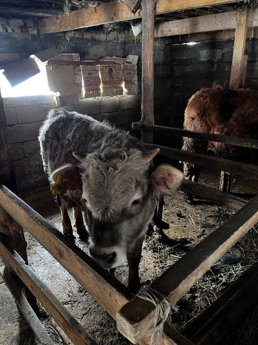 бұзау сатылады түрген ауылында