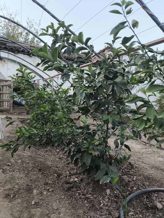 Xosil Beradigan Limon Daraxt