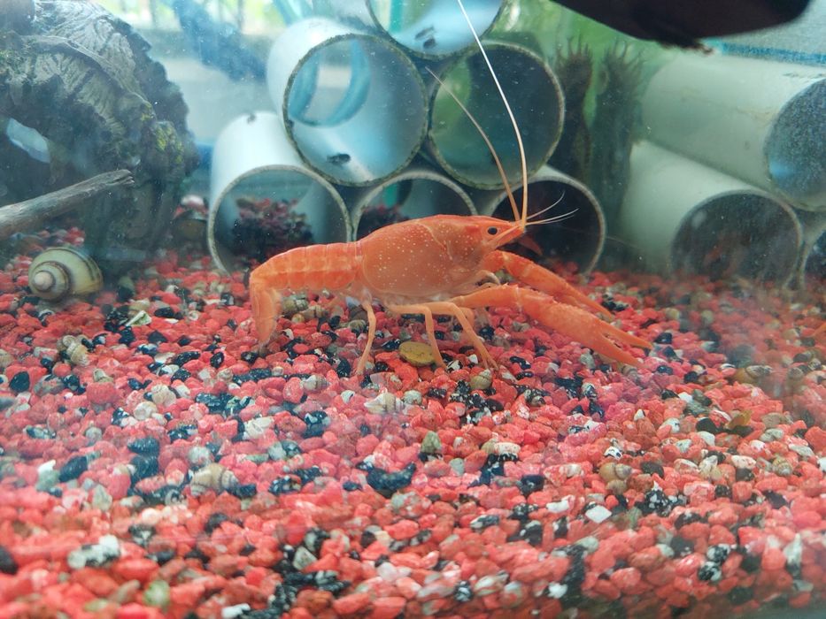 Флоридский красный рак