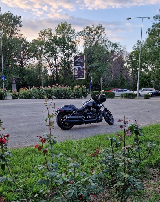 Harley Davidson  V Rod Night Rod Special