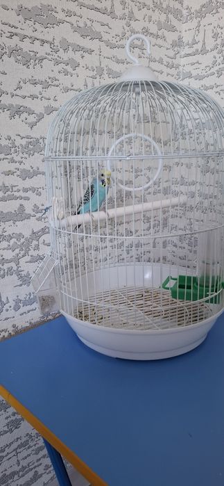 Папугай сатылады.