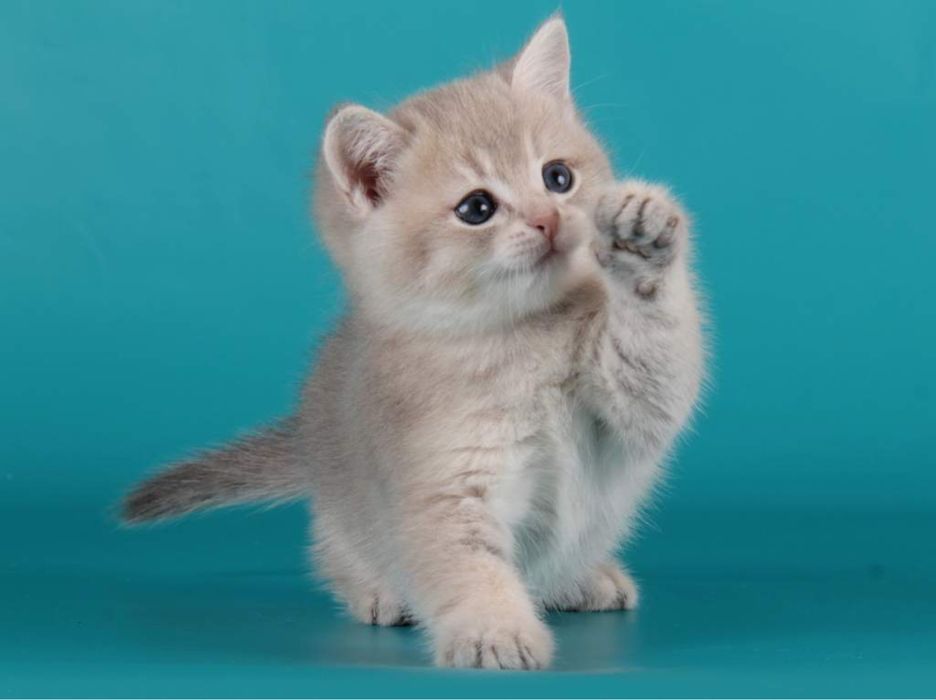 Британская короткошерстная