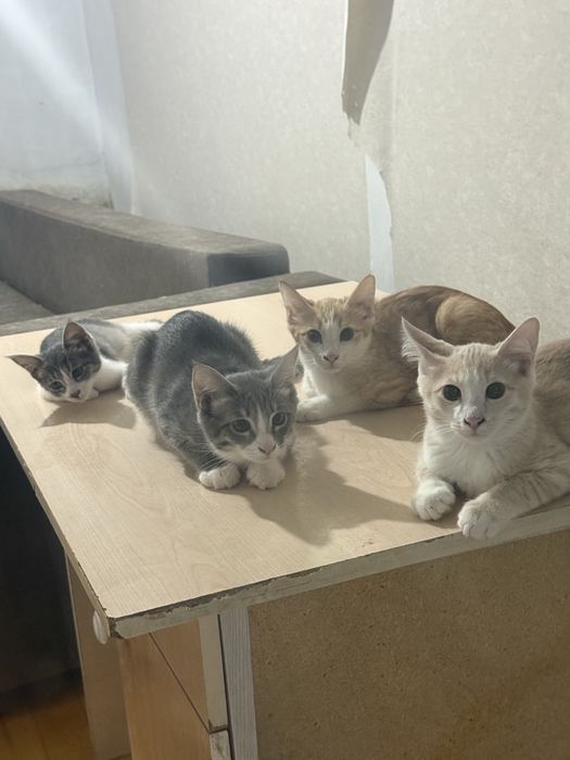 Котята 3 месяца, рыжие мальчики