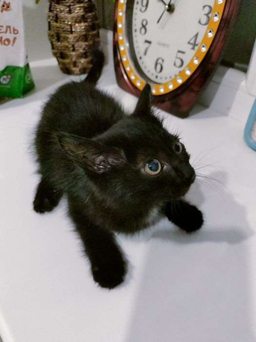 Котенка отдадим в добрые руки.