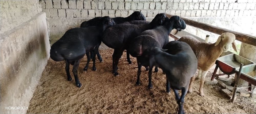 Qoʻchqarla sotiladi zodga