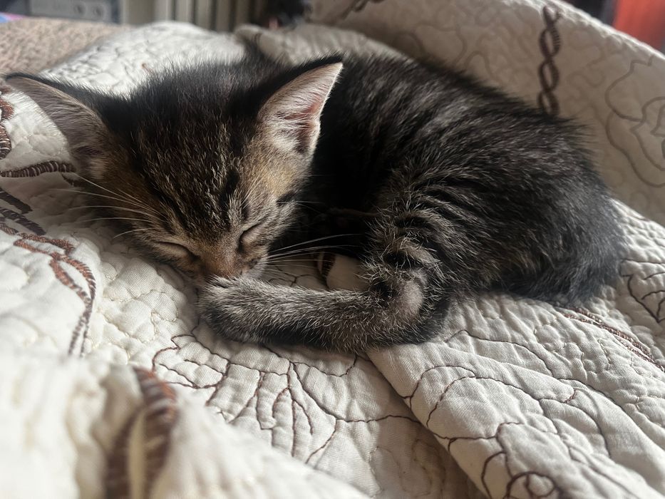 Отдам бесплатно котенка