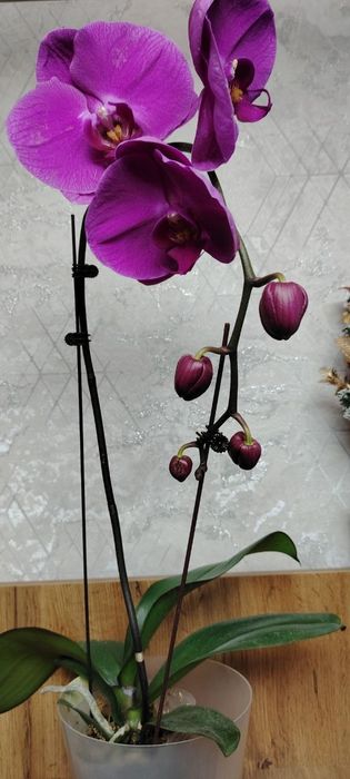 Орхидея Phalaenopsis