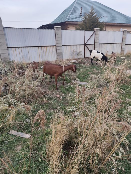 Сүтті ешкі сатылады