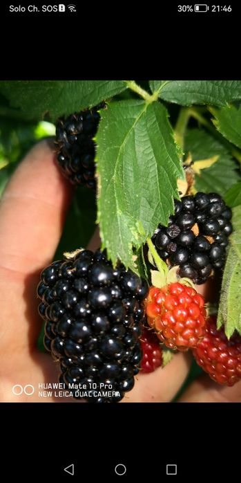 Drajoni mure thornfree.