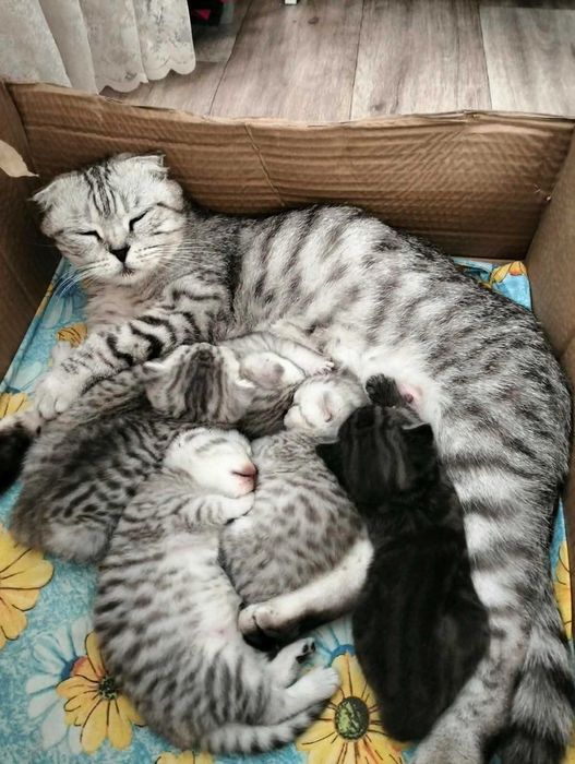 Отдам в хорошие руки котят